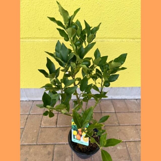 実付きプチマルキンカン5号2025