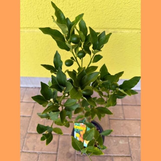 実付きプチマルキンカン5号2025