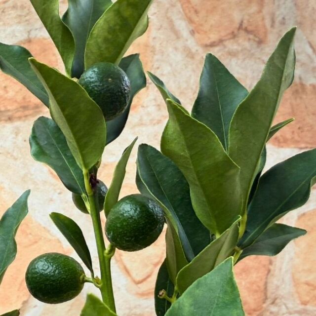 実付きプチマルキンカン5号2025