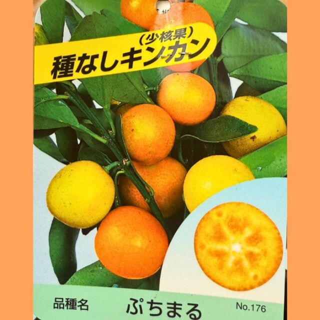 実付きプチマルキンカン5号2025