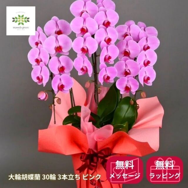 ピンク 胡蝶蘭 値段 3本 胡蝶蘭 3本立ち ピンク色 30輪前後