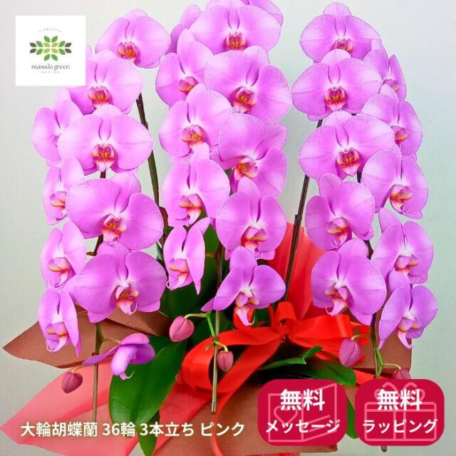 大輪胡蝶蘭 ピンク 36輪前後 3本立ち ラッピング付き