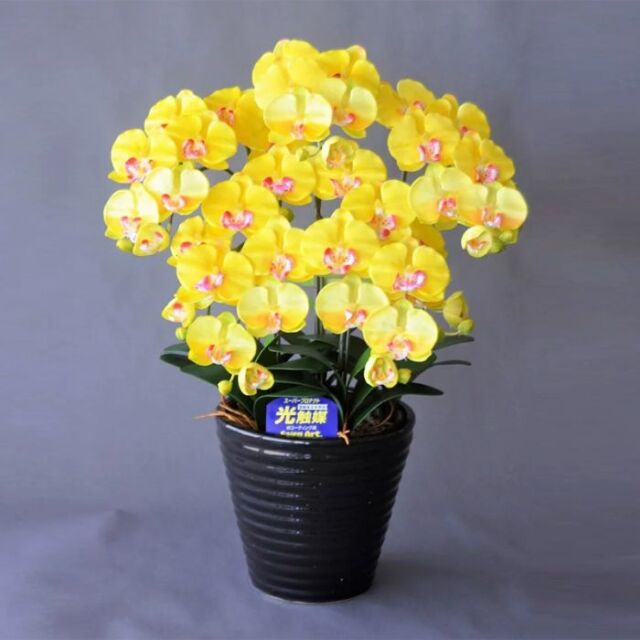開店・開業祝いや大切な人への贈り物に！ 高級大輪胡蝶蘭からミニ胡蝶
