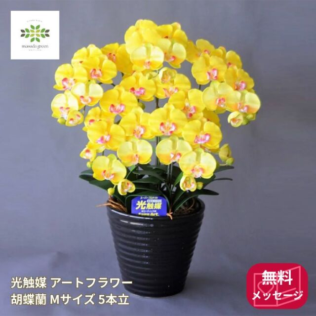 光触媒胡蝶蘭Mサイズ黄色