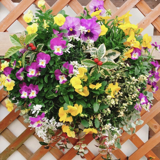 ハンギングバスケット寄せ植え教室