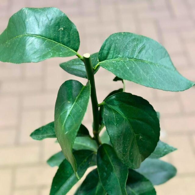 種なしレモン2023_03
