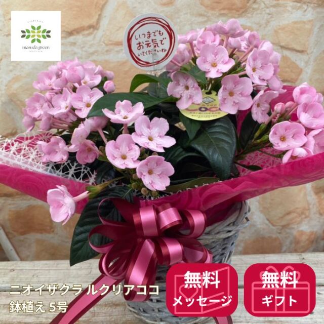 ニオイザクラ