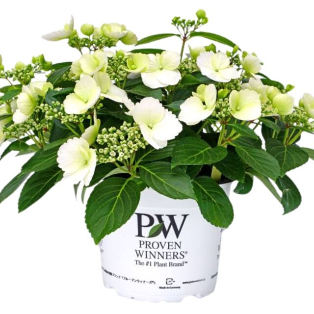 花鉢・生花アレンジメント・花束などを贈り物として、用途に応じ全国