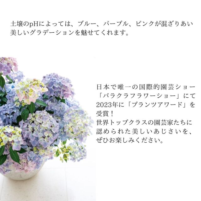 アジサイクリスタルヴェール2説明01