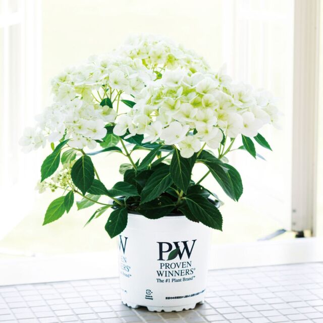 アジサイシャンデリーニ2