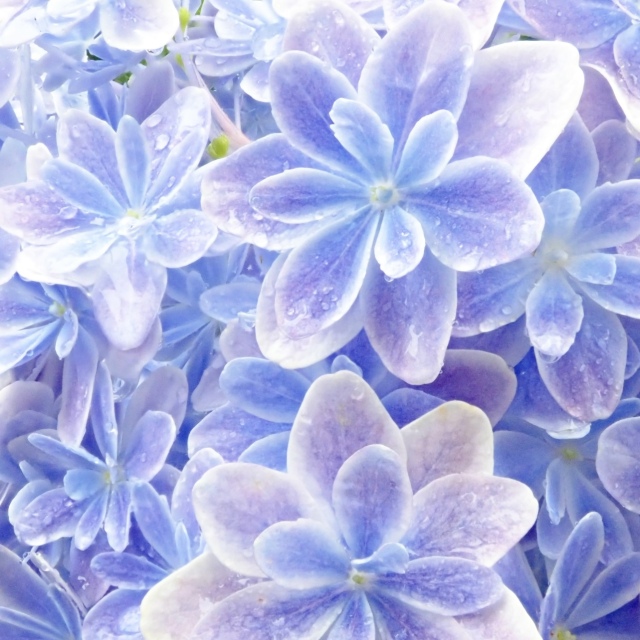 Blue-w◆今季ラスト◆ボリューム満点◆魅了されるアジサイ　万華鏡◆5号 楽天市場】＼あのレア品種が限定再入荷／アジサイ「万華鏡