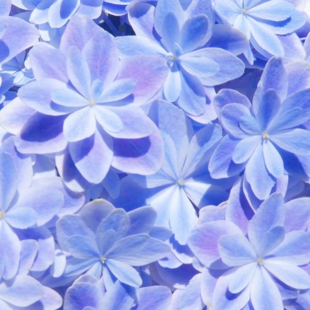 紫陽花 鉢植え 万華鏡
