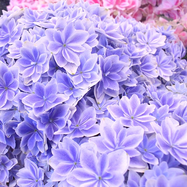 Blue-w◆今季ラスト◆ボリューム満点◆魅了されるアジサイ　万華鏡◆5号 楽天市場】＼あのレア品種が限定再入荷／アジサイ「万華鏡
