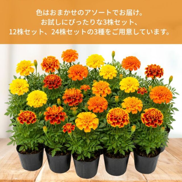 マリーゴールド苗色おまかせ アソートセット