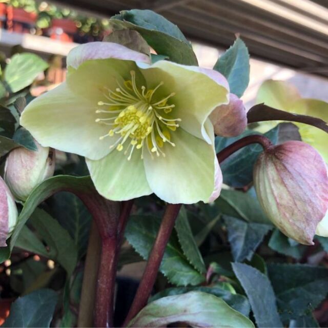 クリスマスローズスノーローズHGCマーロン