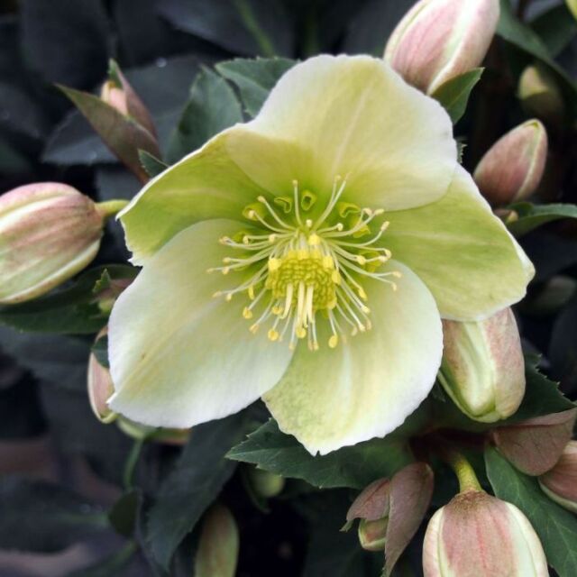 クリスマスローズスノーローズHGCマーロン