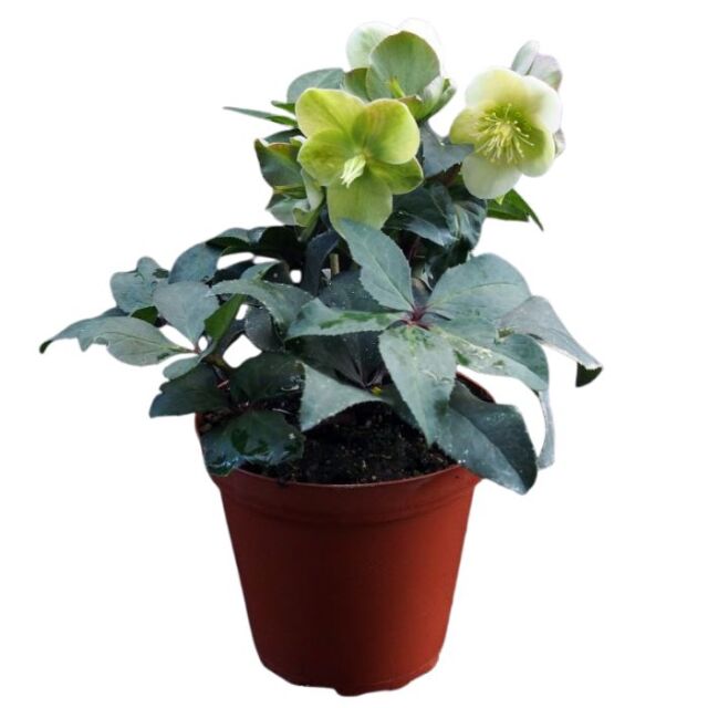 クリスマスローズスノーローズHGCマーロン