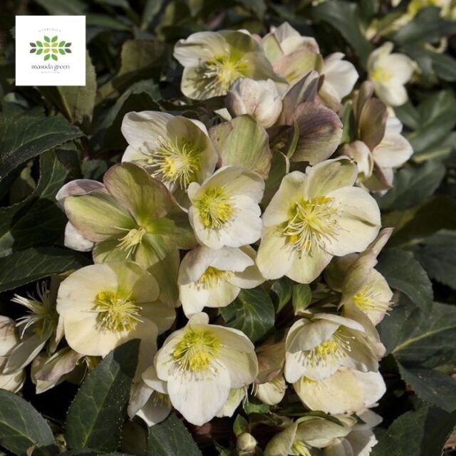 クリスマスローズスノーローズHGCマーロン