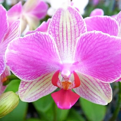 ミディ胡蝶蘭 アンスラパレルモ