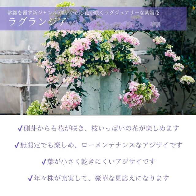 アジサイラグランジア共通説明01