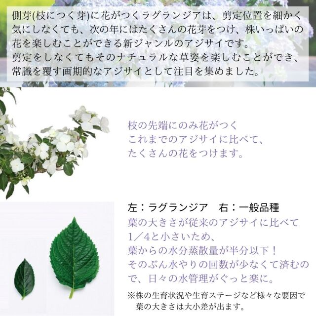 アジサイラグランジア共通説明02
