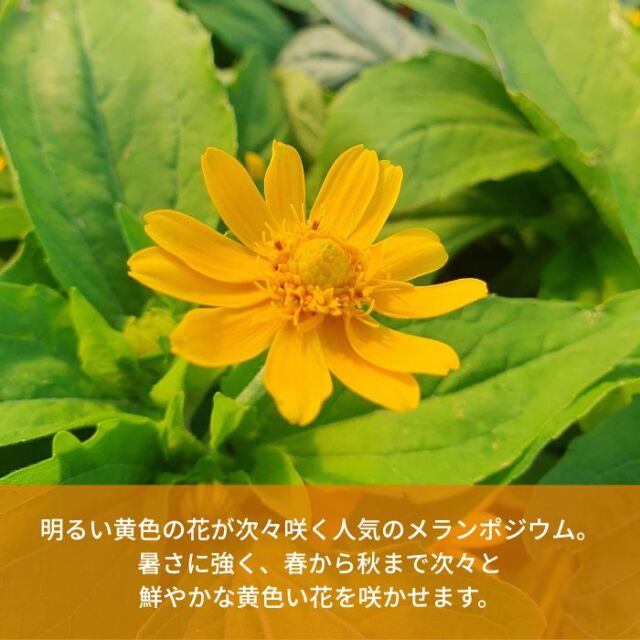 メランポジウム苗