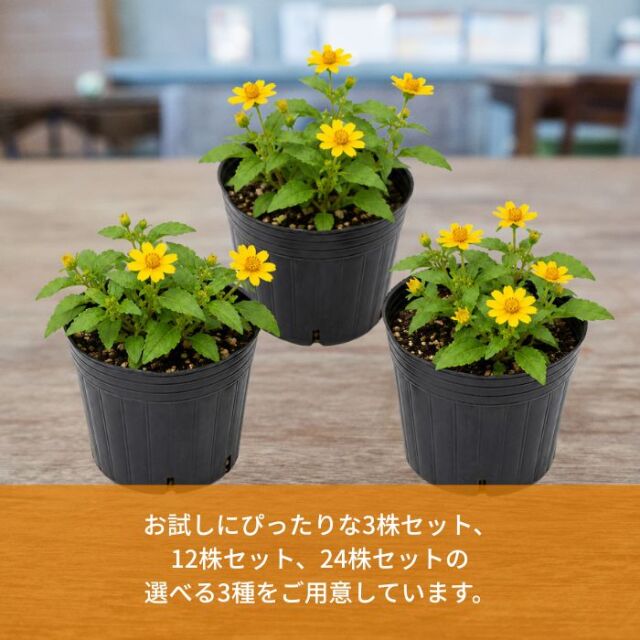 メランポジウム苗