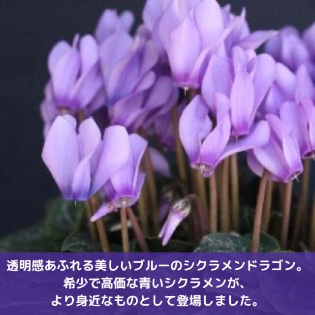 ミニシクラメン苗ドラゴンライトブルー3号