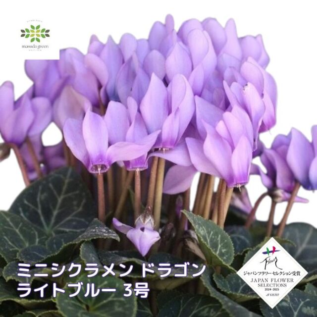ミニシクラメン苗ドラゴンライトブルー3号