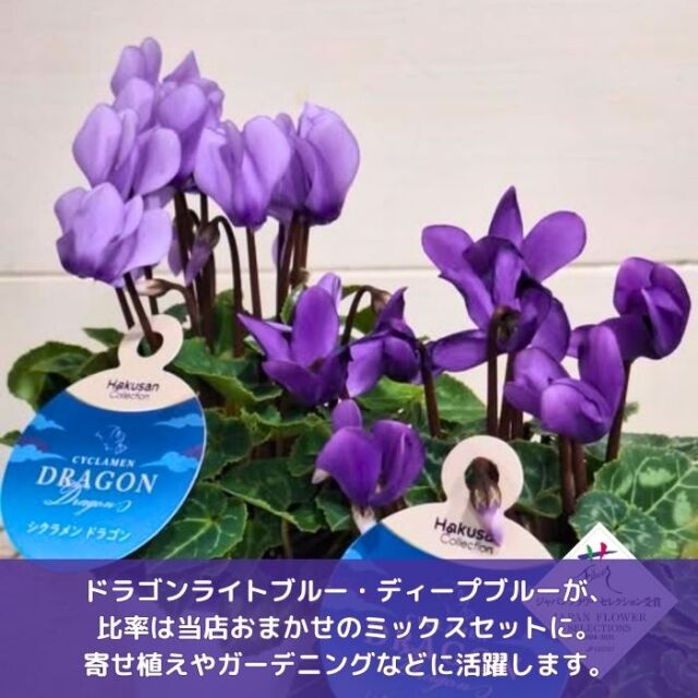 ミニシクラメン苗ドラゴン3号個数おまかせミックス