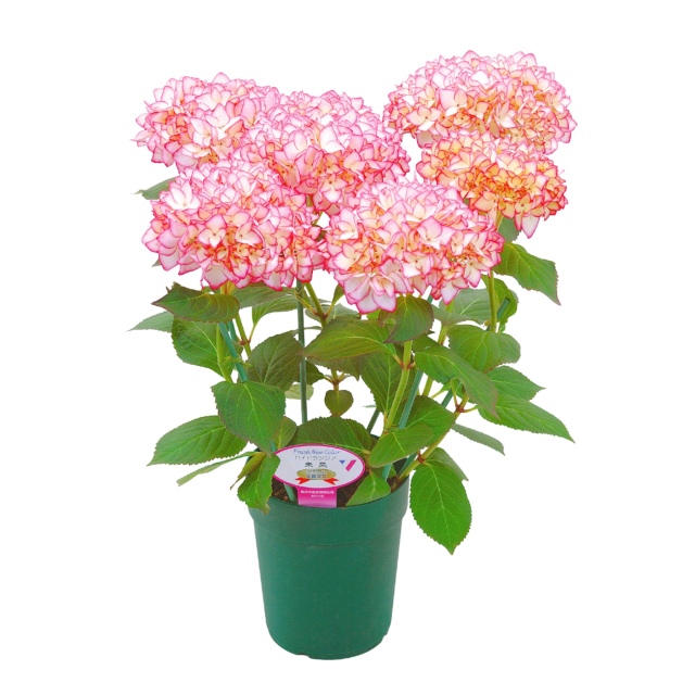 おまかせ 高級 希少品種 アジサイ 鉢植え ピンク レッド系 ５号