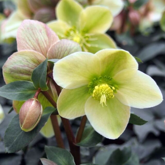 クリスマスローズスノーローズHGCモンテクリスト