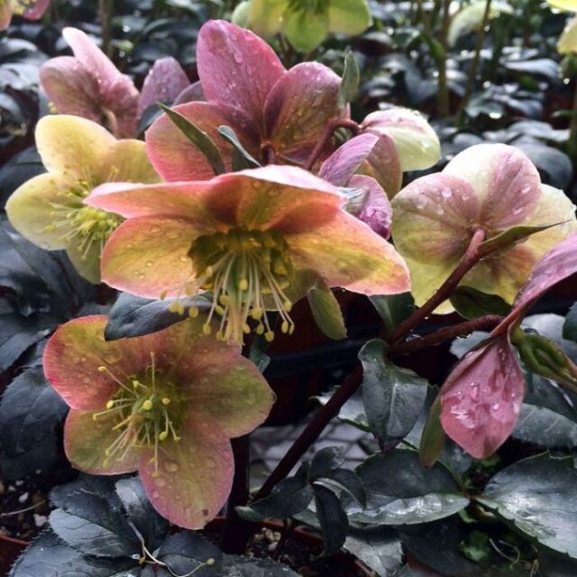 クリスマスローズスノーローズHGCモンテクリスト