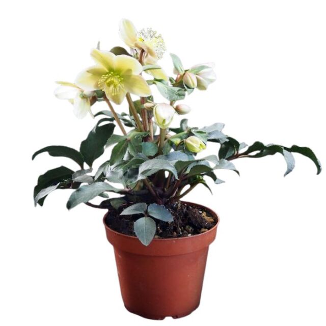 クリスマスローズスノーローズHGCモンテクリスト