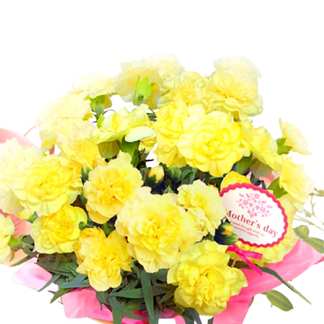 カーネーション 鉢植え ハニームーン