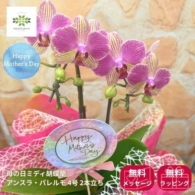 母の日ミディ胡蝶蘭アンスラ・パレルモ