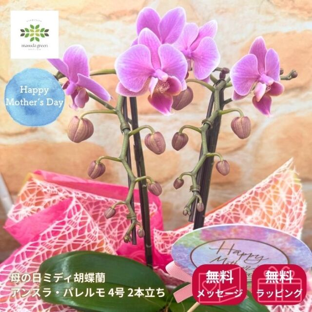 2025 母の日 ミディ胡蝶蘭 鉢植え リンリン 4号 2本立