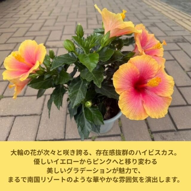 ハイビスカス鉢植えミセスユミ