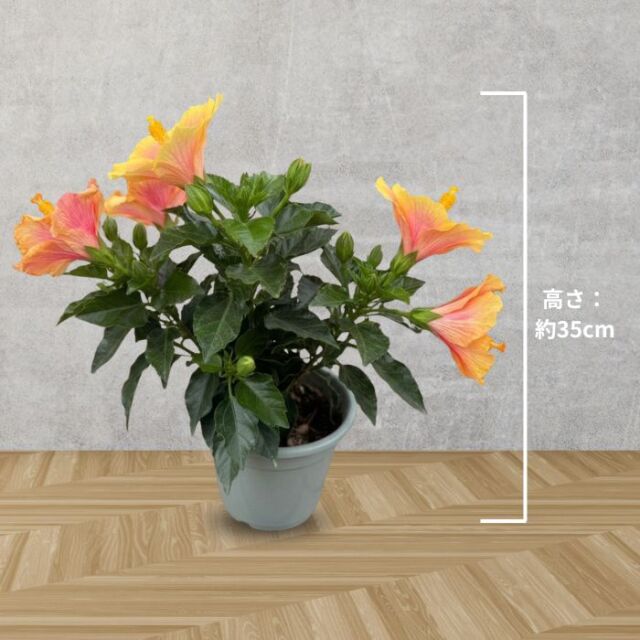 ハイビスカス鉢植えミセスユミ