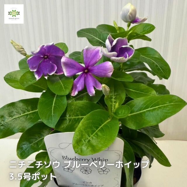 日々草ブルーベリーホイップ