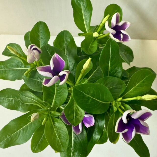 日々草ブルーベリーホイップ