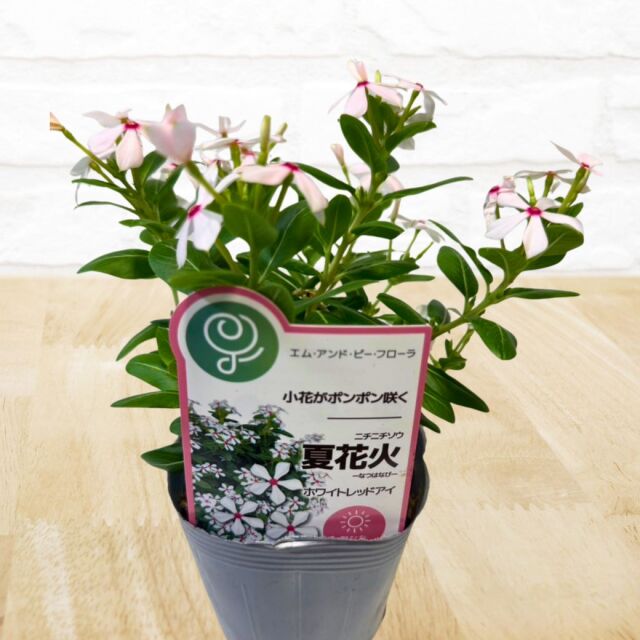 日々草夏花火色おまかせ3ポットセット