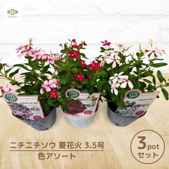 日々草夏花火色おまかせ3ポットセット