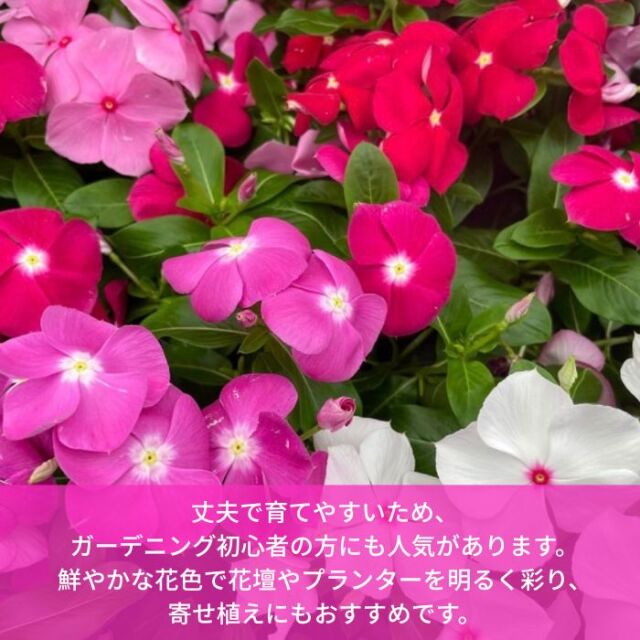 ニチニチソウ苗色おまかせアソートセット