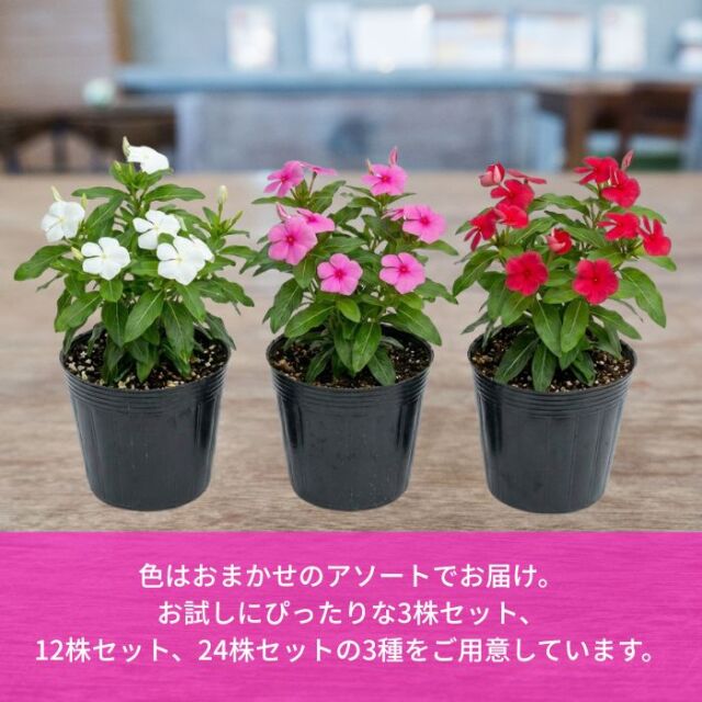 ニチニチソウ 苗 色おまかせ アソートセット 3-3.5号ポット