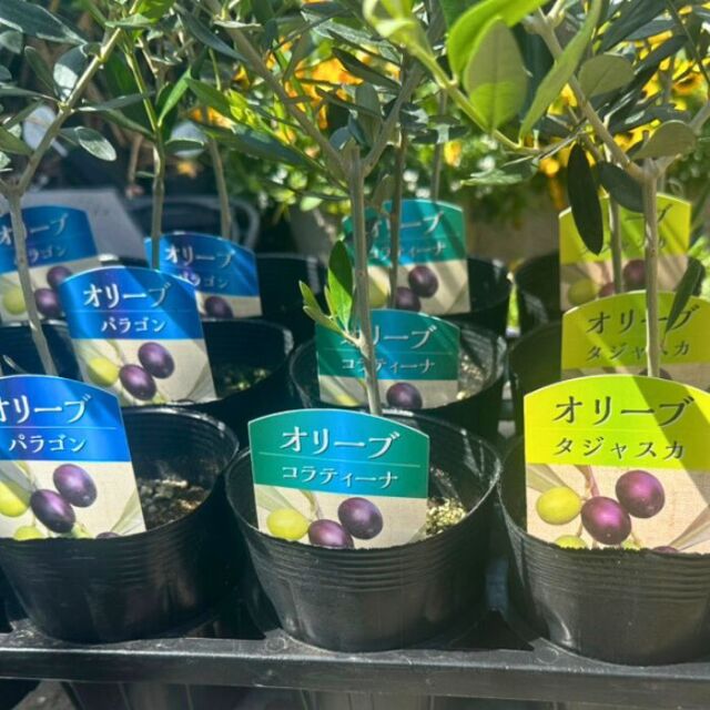 オリーブ苗木 おまかせ2種セット 3.5号×2ポット