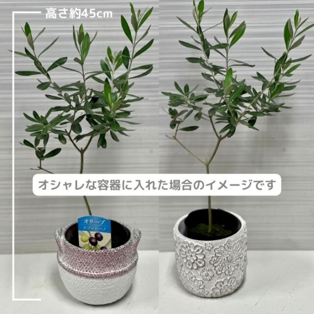 【オリーブの木】 ３本セット 福岡 新規募集】オリーブの木3本セット