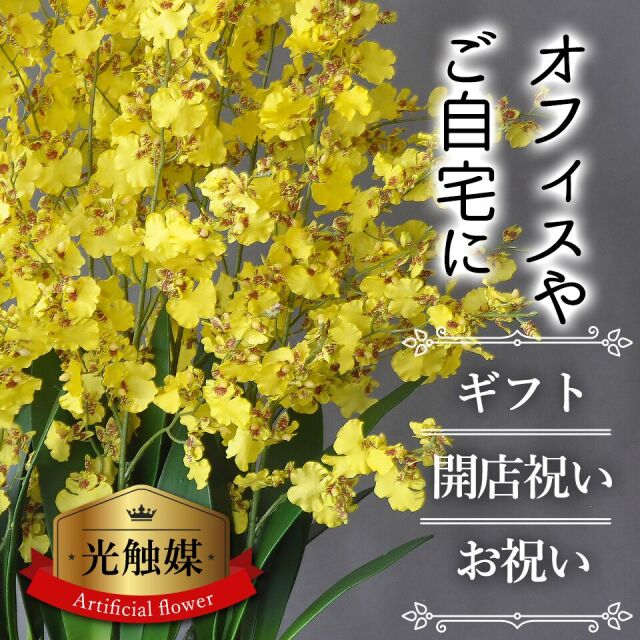 オンシジウム説明
