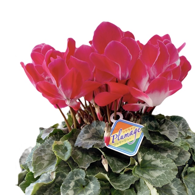 サガリ花。花。鉢ごと無料で発送致します。 サガリ花。花。鉢