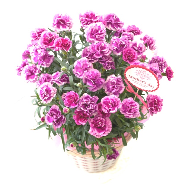 カーネーション複色　オルフィカ